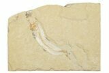 Cretaceous Fossil Fish (Scombroclupea?) - Lebanon #258863-1